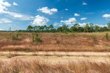 Side view of gravel road in forest with meadow.