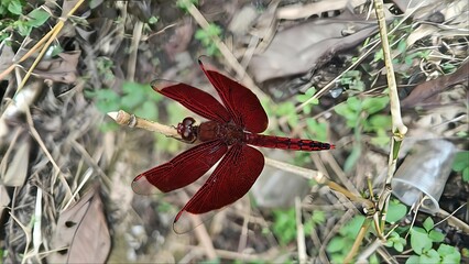 Crimson red dragonfly perched on a dry twig branch.