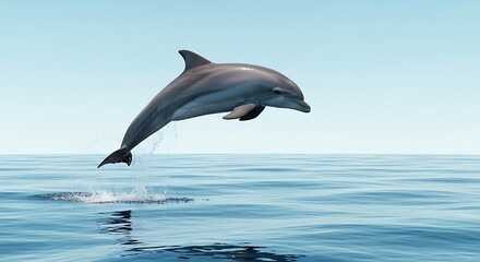 Fototapeta premium dolphin jumping slightly above surface impression