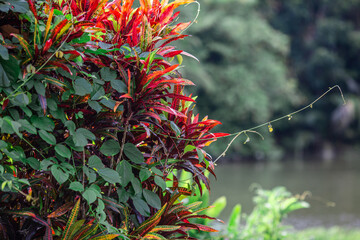 The natural backdrop of trees growing along canals, large reservoirs,the sea features many types of trees,including coconut,banana,and betel nut trees, as well as various grasses and weeds commonly.