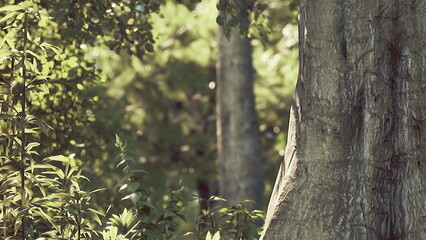 Fototapeta premium Sunlight gently beams through the vibrant leaves of tall trees in a peaceful forest. The quiet atmosphere invites moments of reflection among natures beauty.
