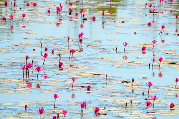 Vibrant pink lotus flowers and green lily pads floating on a calm blue pond surface. Beautiful natural water lily landscape in a serene wetland environment. Peaceful floral lake scenery.