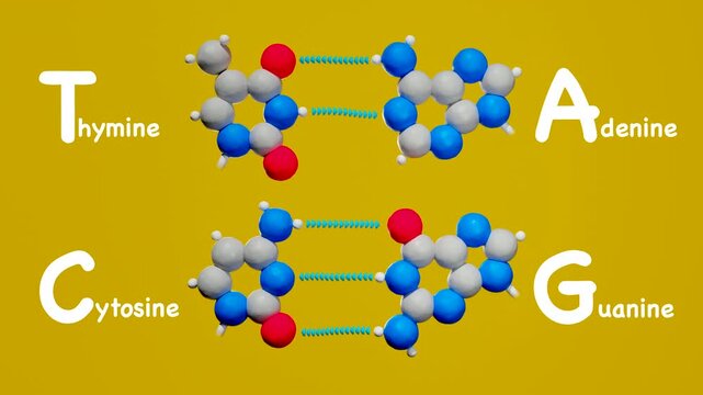 Seamless looping 3D animation of DNA base pairing with clearly labeled adenine, thymine, cytosine, and guanine in a simple clay style.