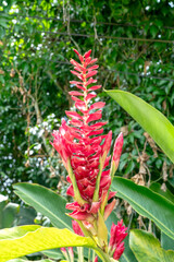 Vibrant red ginger flower blooming in a lush tropical garden. Close up of ostrich plume ginger Alpinia purpurata with green leaves and blurred jungle background. Exotic flora and botanical concept.