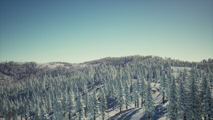 Snow blankets the lush pine trees in a tranquil winter landscape. The blue sky above creates a perfect backdrop, while the serene atmosphere invites a sense of peace and calm.