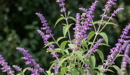 Obraz premium Mexican Bush Sage (Salvia Leucantha) Purple Flowers in Garden | Velvet Sage Plant