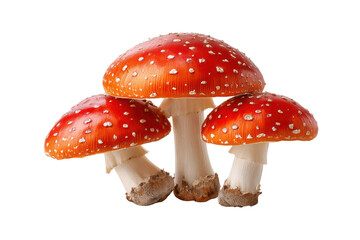 Three red and white spotted fly agaric mushrooms on black background amanita muscaria