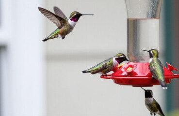 Obraz premium Tres colibríes bebiendo néctar de un comedero rojo.