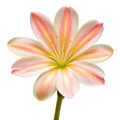 Fototapeta premium Delicate Bitterroot (Lewisia) Flowers In Bloom On A Clean White Solid Background, Highlighting Soft Pink Petals, Natural Alpine Beauty, And Botanical Elegance Perfect For Nature, Garden, Or Floral Des