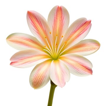 Delicate Bitterroot (Lewisia) Flowers In Bloom On A Clean White Solid Background, Highlighting Soft Pink Petals, Natural Alpine Beauty, And Botanical Elegance Perfect For Nature, Garden, Or Floral Des