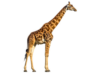 Naklejka premium Tall, spotted mammal with long neck and legs, standing