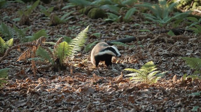 A low-angle video captures a badger in a forest, surrounded by ferns and leaves, highlighting its natural habitat and behavior.