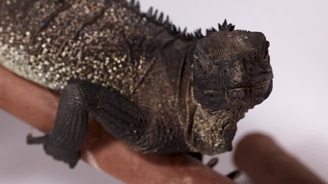 Close Up of a Black Hydrosaurus Lizard Perched on a Branch