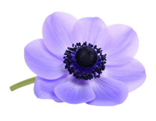 Soft lavender anemone bloom with dark purple center and green stem