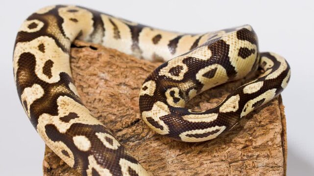 Ball python slowly coils on wooden perch in studio