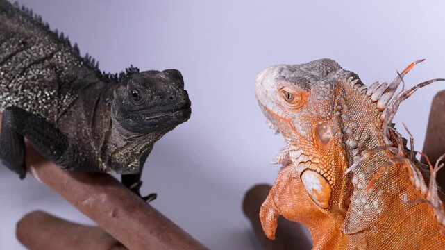 Black Hydrosaurus and Red Iguana Perched on Branches in Studio