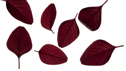 Vibrant crimson foliage scattered on a pristine white canvas botanical elegance captured