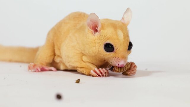 Close Up of a Sugar Glider Eating a Mealworm in Studio