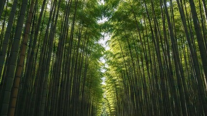 Fototapeta premium A bamboo forest shows tall green stalks reaching towards a bright sky