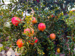 Pomegranates hanging from a tree on the Greek island of Crete © Christian Kaehler