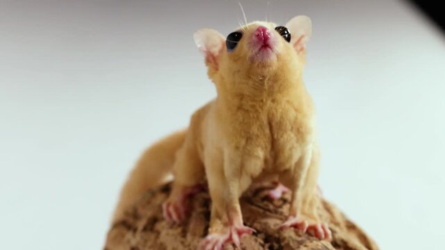 Sugar Glider Petaurus Breviceps Reaching for Mealworm in Studio Setting