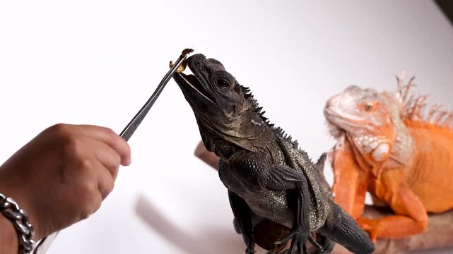 Black Hydrosaurus Lizard Eating a Mealworm from Tweezers in Studio