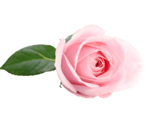 Delicate pink rose with green leaf, isolated on black background