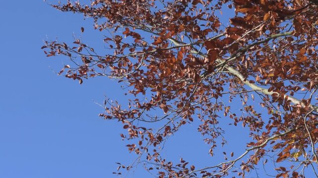 Copper bronze brown autumn leaves falling from a tree bright blue sky background