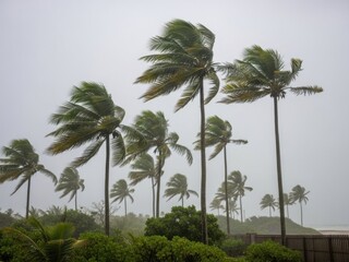 Palm trees swaying in strong winds on a stormy day outside a fence