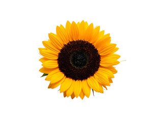 Fototapeta premium Vibrant, large sunflower with bright yellow petals and dark center
