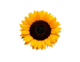 Vibrant, large sunflower with bright yellow petals and dark center