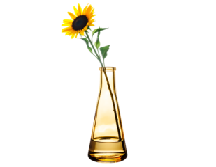 Vibrant sunflower with bright yellow petals and a dark center, elegantly standing in a sleek amber glass vase, isolated on transparent background