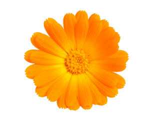 A vibrant orange daisy-like flower with detailed petals and a fuzzy center