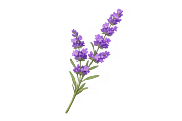 Lavender sprig blooming with purple flowers, an aromatic herb for natural beauty, healing, and relaxation, transparent background