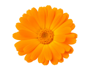 Bright orange calendula flower with radiating petals and a textured center