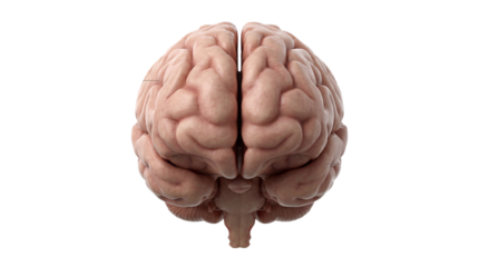 Human Brain Anatomy Top View isolated on Transparent Background