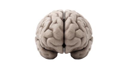 Front View of Human Brain Model isolated on Transparent Background