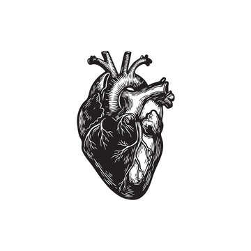 Anatomical heart vector illustration. Black and white human organ silhouette. Vintage engraving style medical icon with veins and arteries isolated on white background. Cardiology symbol graphic.
