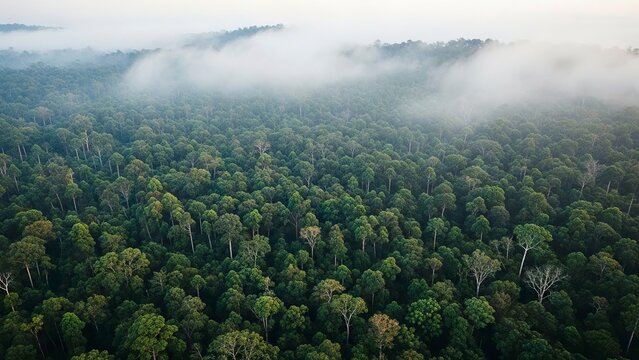 Aerial view of a dense green forest canopy with fog in the upper portion of the image