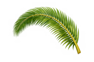 Green palm leaf showing tropical foliage and natural frond detail, perfect for summer concepts, transparent background