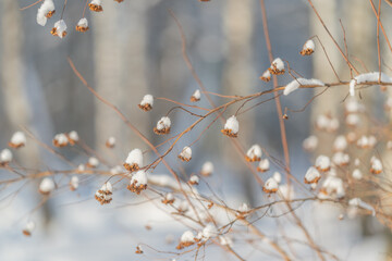 Snow dusted seedheads on twigs, soft winter bokeh background, muted palette, delicate stems coated...