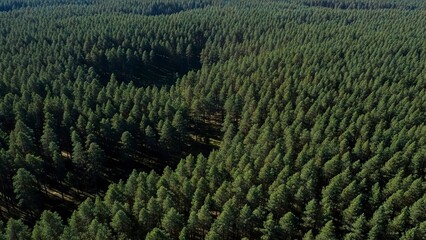 Dense forest aerial view showcasing rows of lush green trees under sunlight displaying a structured natural pattern