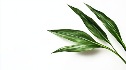 Obraz premium 47.An elegant close-up of a single tropical plant with long, slender leaves in deep green tones, isolated against a white backdrop, emphasizing the plantâ€™s organic structure and texture.