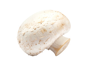 A single, closed-cap white button mushroom with visible gills and a creamy stalk