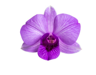 Obraz premium Delicate purple orchid bloom with intricate veining on a black background