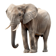 Obraz premium A huge African elephant with large ears and ivory tusks stands as an isolated wild mammal on a transparent background, showcasing the majestic nature of this big pachyderm from the safari