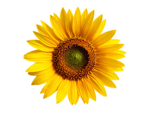 Vibrant sunflower with bright yellow petals and dark central disk