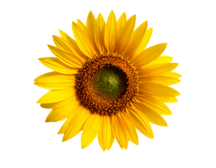 Vibrant sunflower with bright yellow petals and dark central disk