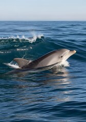 Fototapeta premium Dolphin Swimming at Ocean Surface in Natural Sunlight