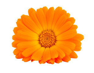 Vibrant orange daisy-like flower with fringed petals, centered on a black background